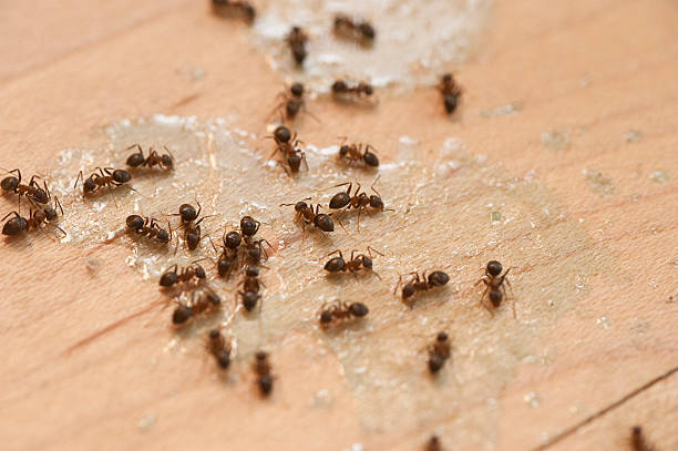 Best Ant Control Services  in Robinson, TX